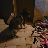 Photo de chien trouvé à Dremil Lafage