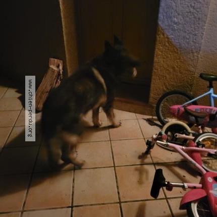 Photo de chien trouvé à Dremil Lafage