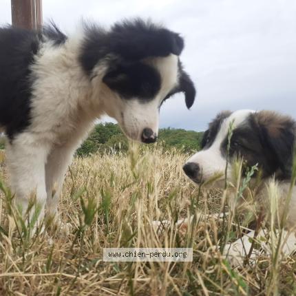Photo 1/1 Chien retrouvé Perdu à Cagnac les mines