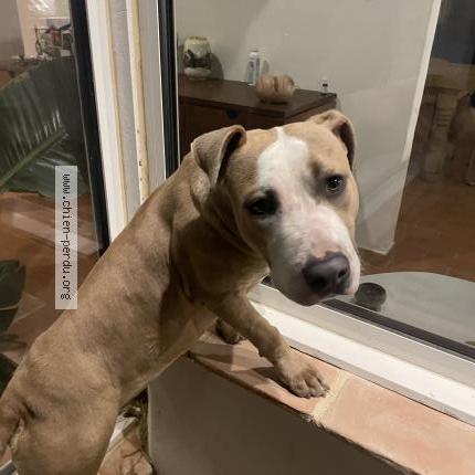 Photo 1/1 Chien retrouvé Trouvé à Perpignan