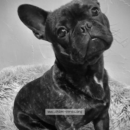 Photo 1/1 Chien retrouvé Perdu à Saint allouestre