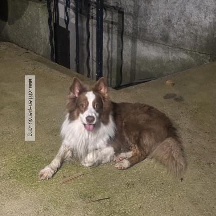 Photo de chien trouvé à Aubagne