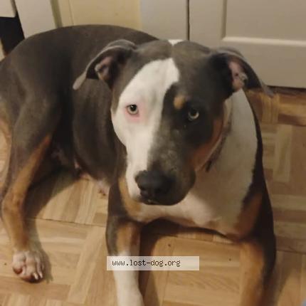 Photo 1/1 Harley Quinn Chien perdu à Mobile