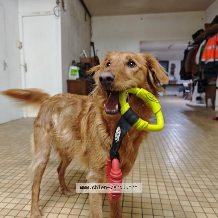 Photo 1/1 Chien retrouvé Perdu à Neuvy le roi