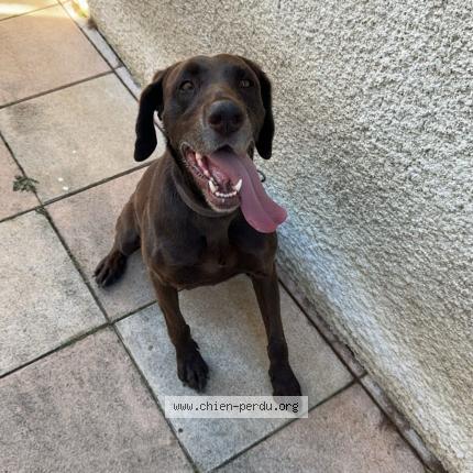 Photo 1/1 Chien retrouvé Perdu à Metz