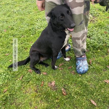 Photo 1/1 Chien trouvé Trouvé à Coutras