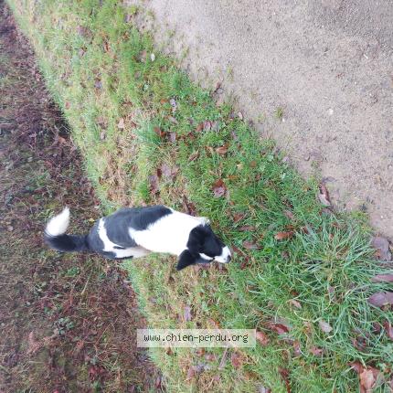 Photo 1/1 Chien retrouvé Trouvé à Cuguen