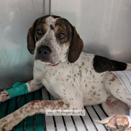 Photo 1/1 Chien trouvé Trouvé à Rannee