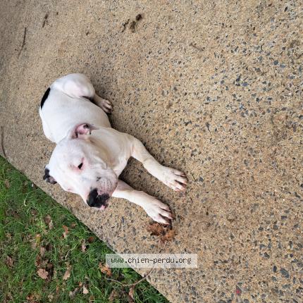 Photo 2/2 Artemis Chien perdu à Baguer morvan