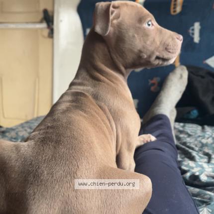 Photo 1/1 Tyson Chien perdu à Saint prive