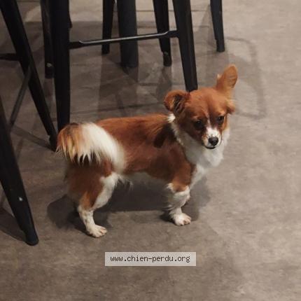 Photo 1/1 Chien trouvé Trouvé à Gleize