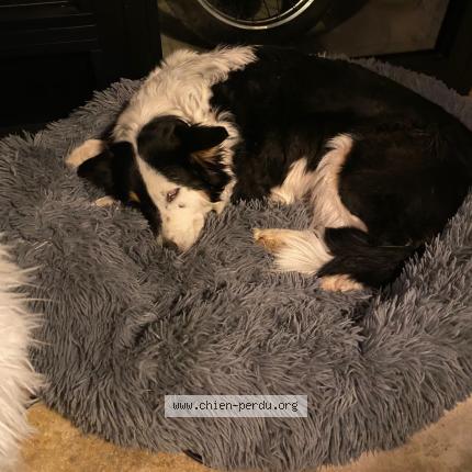 Photo 2/3 Chien retrouvé Trouvé à Gargas