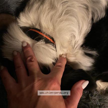 Photo 3/3 Chien retrouvé Trouvé à Gargas