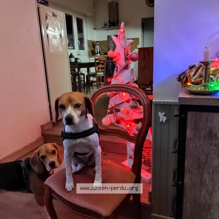 Photo de chien perdu à Rieux