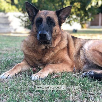 Photo de chien perdu à Merignac
