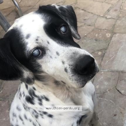 Photo 1/1 SYMBA Chien perdu à Vacheresses les basses