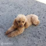 Photo de chien trouvé à Setif