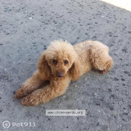 Photo 1/1 Chien trouvé Trouvé à Setif