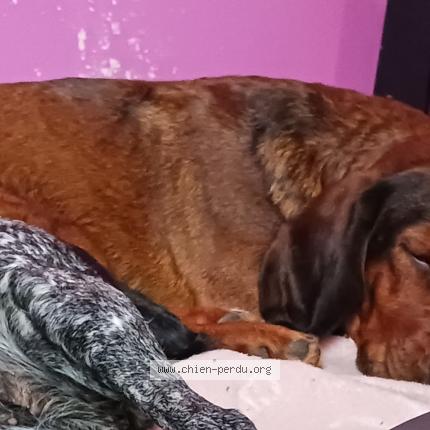 Photo 1/1 Chien retrouvé Perdu à Mareuil en dole