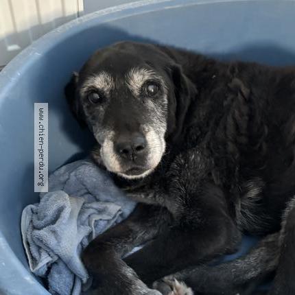 Photo de chien perdu à Souille