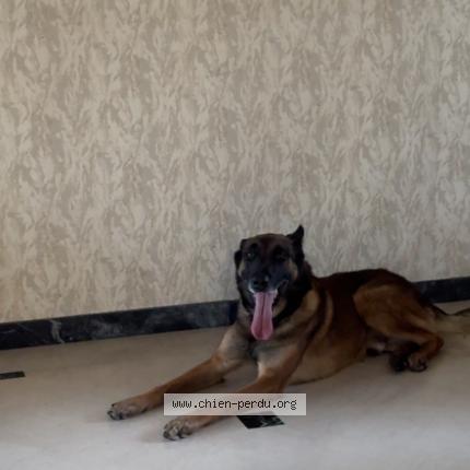 Photo de chien perdu à Thiers Sur Theve