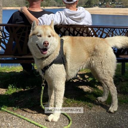 Photo 1/1 Chien retrouvé Perdu à Angers