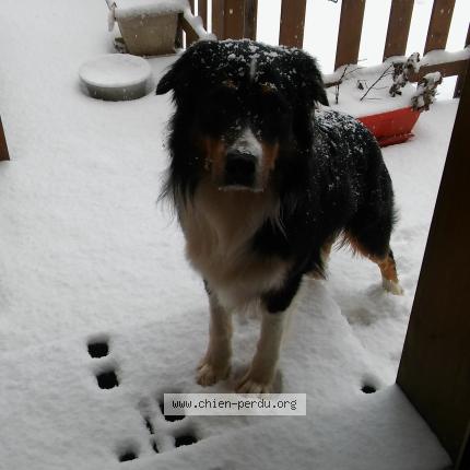 Photo de chien perdu à Bonnac La Cote