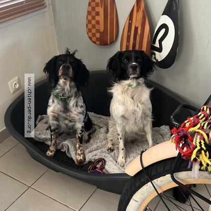 Photo 1/1 Chien retrouvé Perdu à Biscarrosse plage