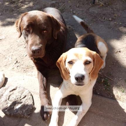 Photo 1/1 Saphir Chien perdu à Pleine selve