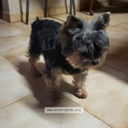 Photo 1/1 Chien retrouvé Trouvé à Port ste marie