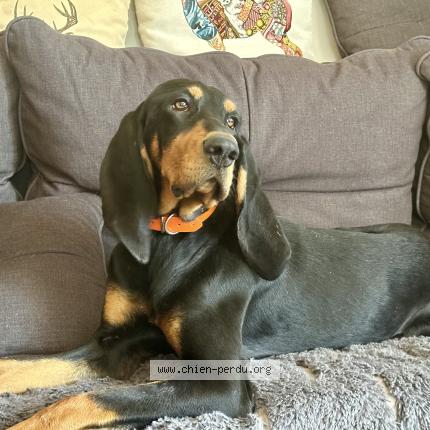 Photo 1/1 Vito Chien perdu à Lescheraines