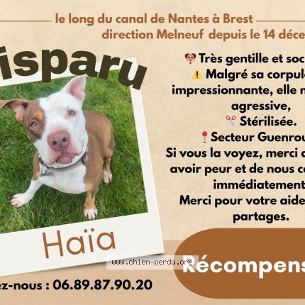 Photo 1/1 Chien retrouvé Perdu à Guenrouet