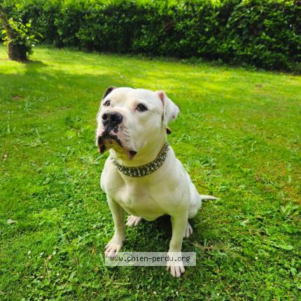 Photo 1/1 Chien retrouvé Perdu à Aire sur adour