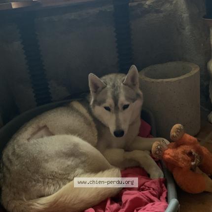 Photo 1/1 Chien retrouvé Perdu à Roquefort