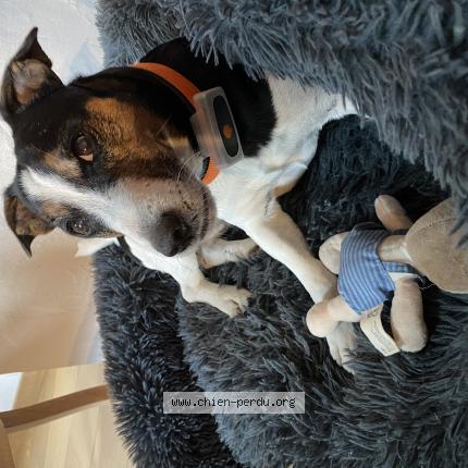 Photo 1/1 Jazz Chien perdu à Bourg saint maurice