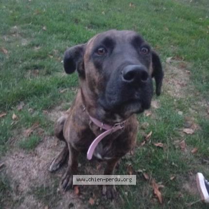 Photo 1/1 Salameche Chien perdu à Janze