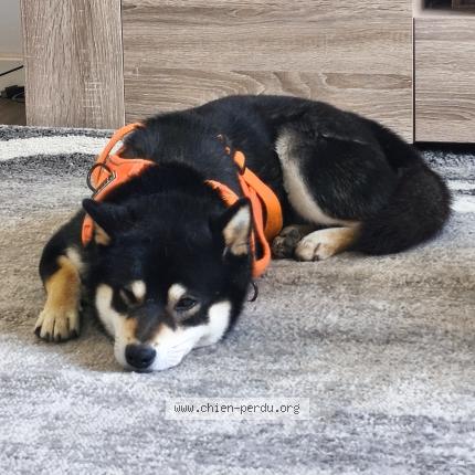 Photo 1/1 Snow Chien perdu à Cuttoli corticchiato