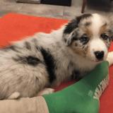 Photo de chien perdu à Decines Charpieu