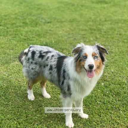 Photo 1/1 Perle Chien perdu à Bousies