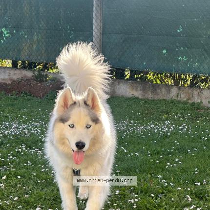 Photo 1/1 Tyago Chien perdu à Saint leu d esserent