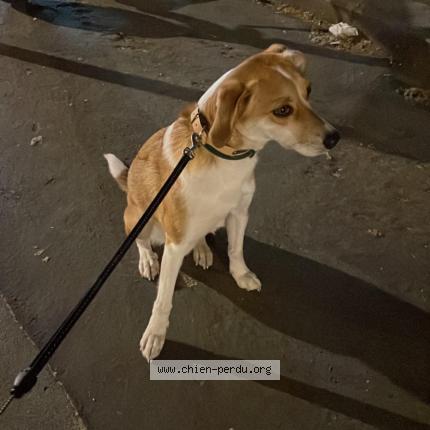 Photo 1/1 Chien retrouvé Perdu à Paris