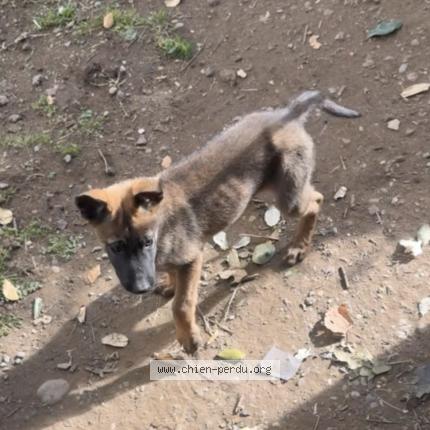 Photo 1/1 Loky Chien perdu à Murets