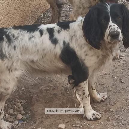 Photo 1/1 Nyna Chien perdu à Portiragnes