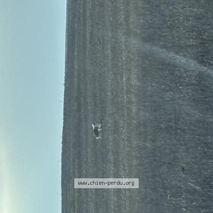 Photo 1/1 Chien trouvé Trouvé à Ferriere en bray