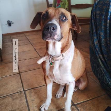 Photo 1/1 Chien retrouvé Perdu à Mauguio