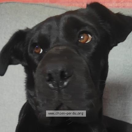 Photo 1/1 Popy Chien perdu à Massieux Civrieux