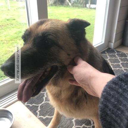 Photo 1/1 Chien retrouvé Trouvé à Falaise