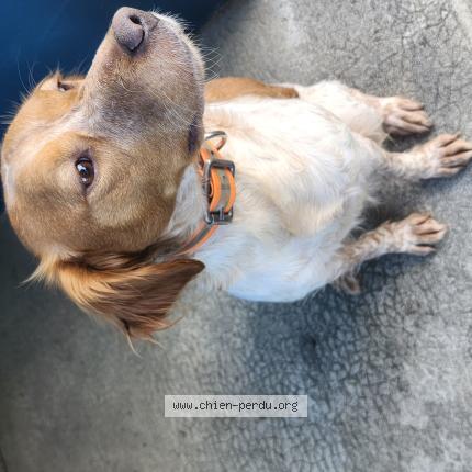 Photo de chien trouvé à Brest