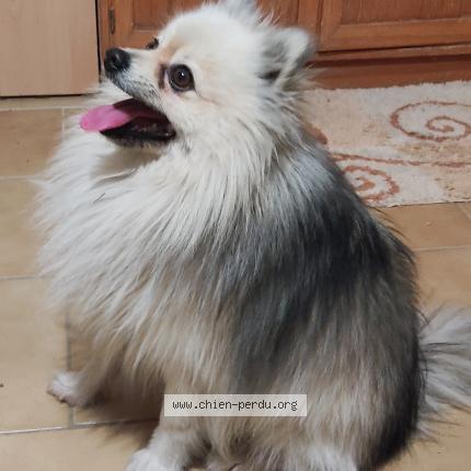 Photo de chien trouvé à Tavel