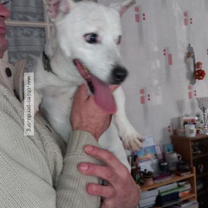 Photo 1/1 Chien trouvé Trouvé à Allonnes